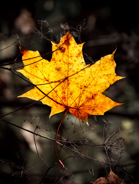 Autumn mapple leaf - Photo, image