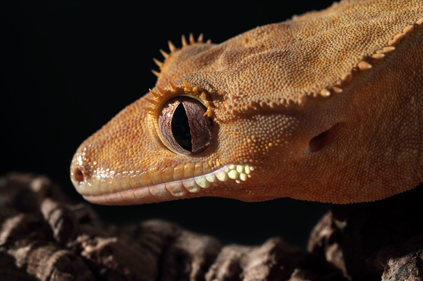 Portrait of a Caledonian crested gecko - Photo, Image
