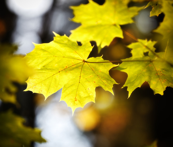 Autumn maple leaves - Photo, image