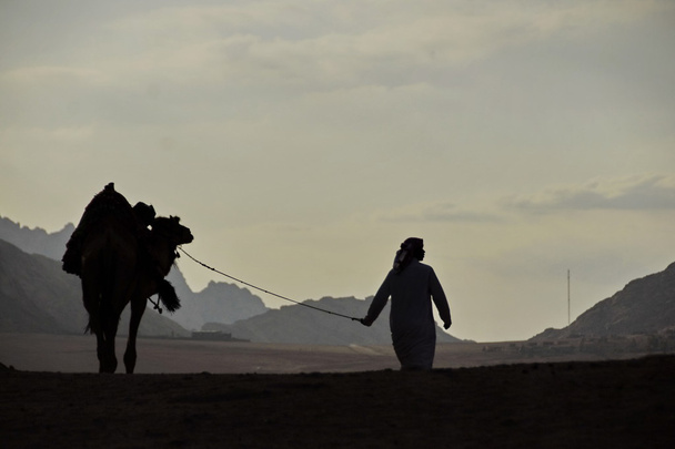 силует Арабські людина з його верблюд, Єгипет. - Фото, зображення