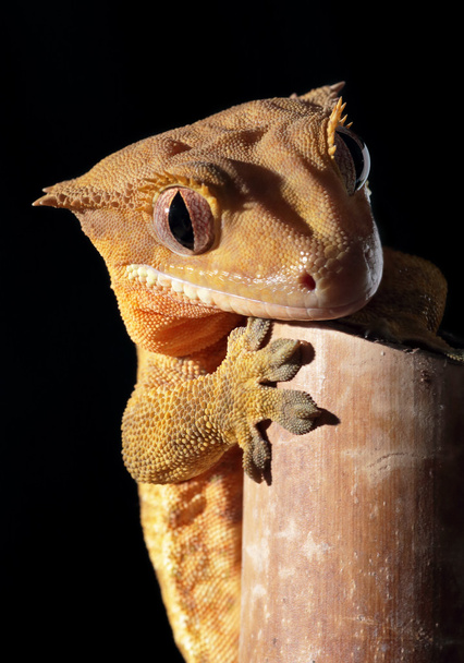 Caledonian crested gecko on a bamboo cane - Photo, Image