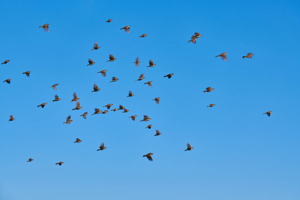 Les moineaux volent dans le ciel bleu. Petits oiseaux urbains. Bruants oiseaux faune. Observation des oiseaux et ornithologie - Photo, image
