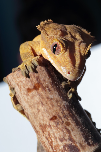 Caledonian tepeli gecko bambu kamışı üzerinde - Fotoğraf, Görsel