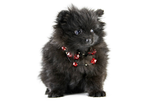 ポメラニアの子犬スピッツ隔離された。赤いビーズ、白い背景を持つかわいい黒いポメラニアン。家族に優しい小さなスピッツポム犬. - 写真・画像