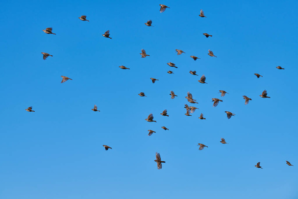 Wróble latają na niebieskim niebie. Małe miejskie ptaszki. Ptaki wróble dziką przyrodę. Obserwacja ptaków i ornitologia - Zdjęcie, obraz