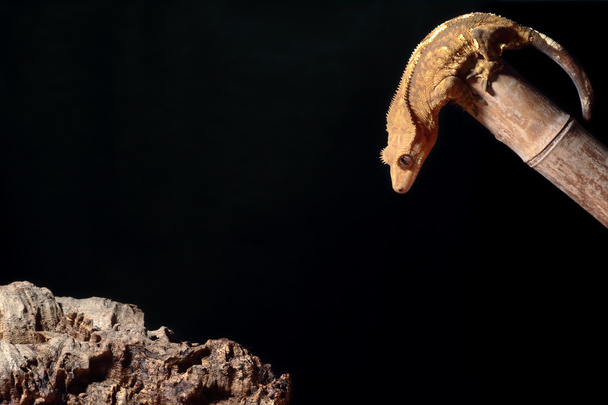 Caledonian κορωνίδα gecko άλμα - Φωτογραφία, εικόνα