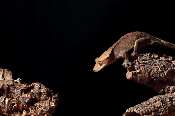 Caledonian chocholatý gecko skákání - Fotografie, Obrázek