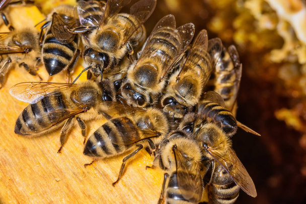 Las abejas en un panal. Las abejas en la colmena - Foto, imagen