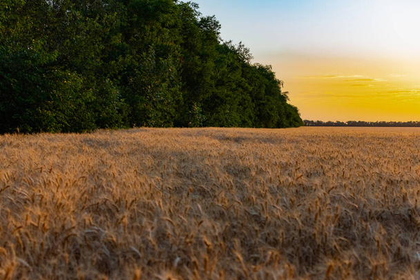 Beautiful evening sunset over a field of Golden ears of wheat and barley. Yellow is the rich color of the Sunny sky and wide spacious meadows with crops - Foto, immagini