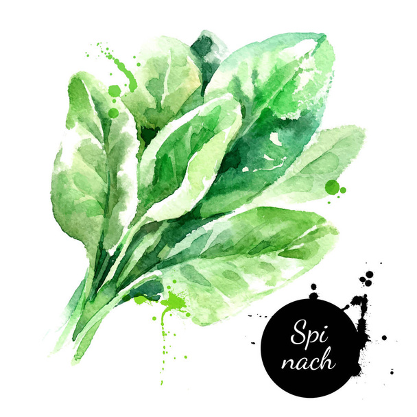 Acquerello disegnato a mano erba spinaci freschi. Isolato organico naturale verde eco alimentare illustrazione su sfondo bianco - Vettoriali, immagini