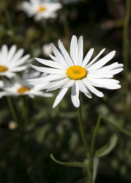 Camomile flower blooming close - up view  - Photo, Image