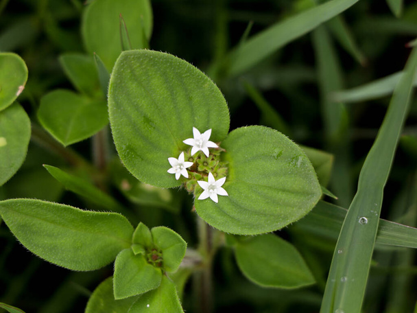 Richardia scabra, широко известный как грубый мексиканский клевер или Флорида Pusley, растение в семье кофе, избирательный фокус - Фото, изображение