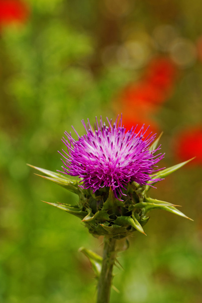 květ fialový bodlák na makovém poli - Fotografie, Obrázek