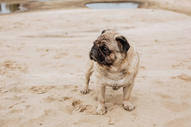 An elderly pug walks on a sandy beach. - Фото, изображение
