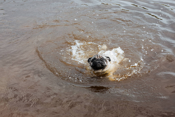 Pug se koupe v řece v horkém letním dni. - Fotografie, Obrázek