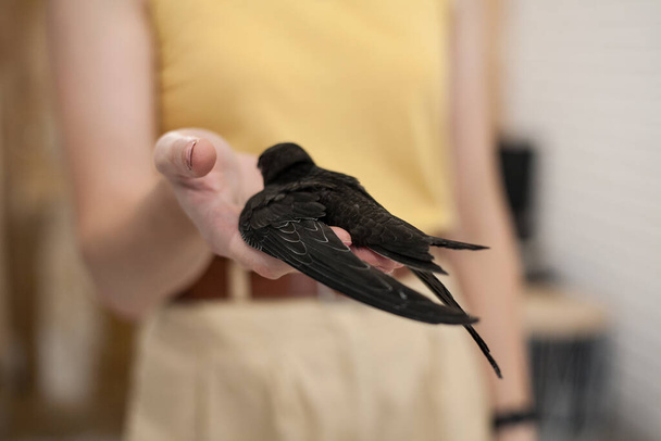 The common swift (Apus apus) in hands girl - 写真・画像