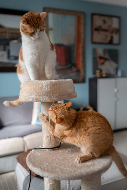 Vertikale Komposition. Zwei braune Katzen spielen in einem Kratzturm 2 - Foto, Bild