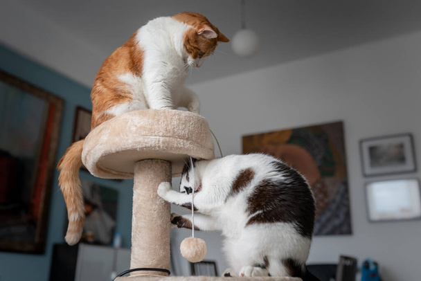 Dois gatos domésticos jogar em uma torre de arranhões 3
 - Foto, Imagem