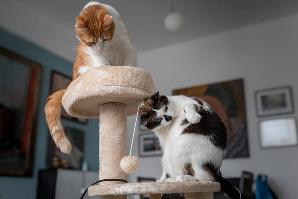 Dwa domowe koty bawią się w drapiącej wieży  - Zdjęcie, obraz