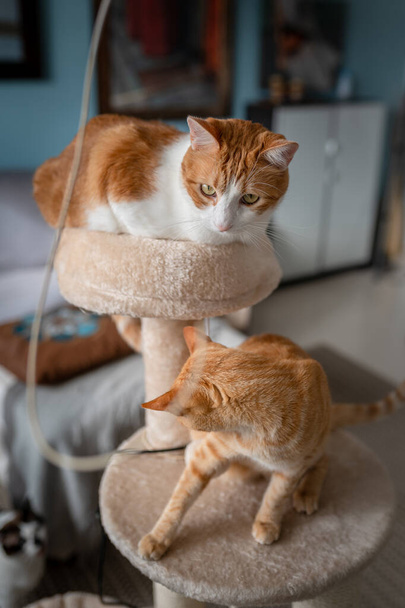 Composição vertical. Dois gatos marrons brincam em uma torre de arranhões
 - Foto, Imagem