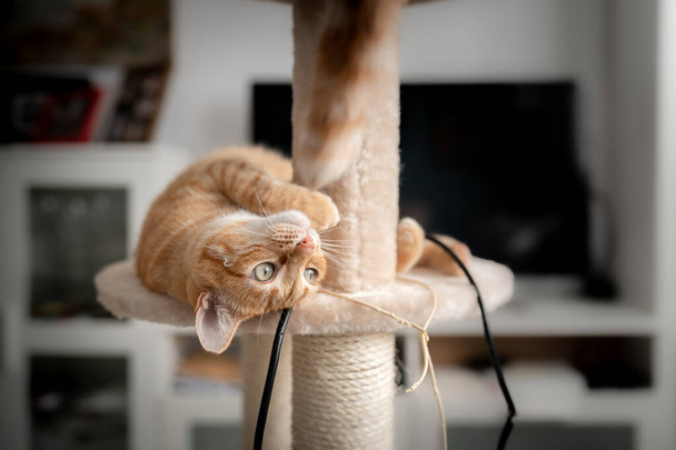 Brązowy kot z zielonymi oczami leżący na drapiącej wieży, próbuje złapać ogon innego kota siedzącego na nim - Zdjęcie, obraz