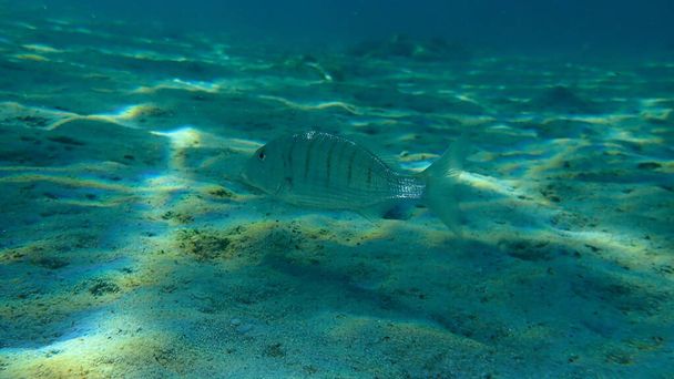 Zandsteenbras of gestreepte zeebrasem (Lithognathus mormyrus) onderzees, Egeïsche Zee, Griekenland, Halkidiki - Foto, afbeelding