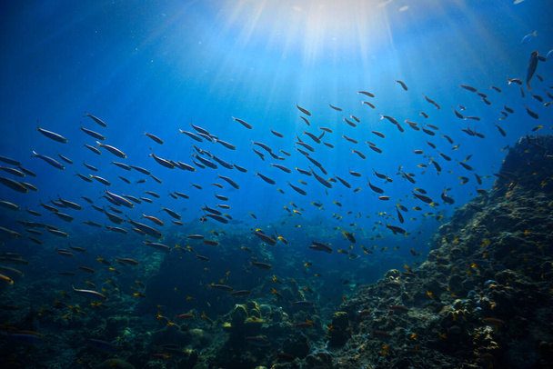 Onderwaterfoto van schoolvis in zonlicht bij het koraalrif van Phi Phi Eilanden in Thailand. - Foto, afbeelding