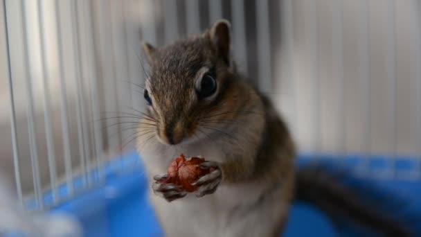 Siperian orava syö hasselpähkinöitä häkissä kotona - Materiaali, video