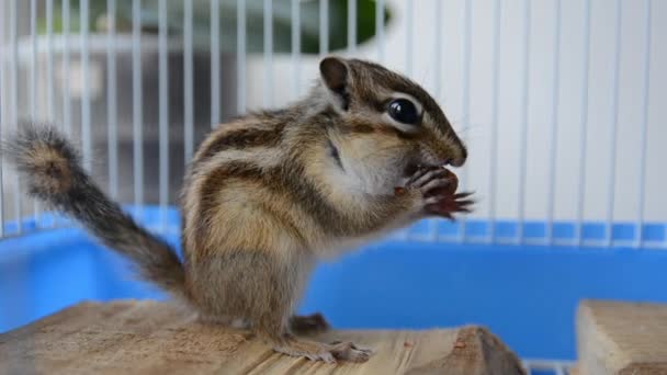 Siberische eekhoorn eet hazelnoten in een kooi thuis - Video