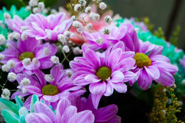 Het beeld van paars violette chrysant knop. Close-up van Chrysant en kamille toppen. Macro schieten van knoppen en bloemen.  - Foto, afbeelding