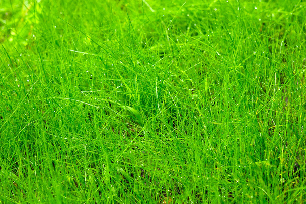 Зеленый фон газона. Зеленая трава весной крупным планом. Ярко-зеленый фон. - Фото, изображение