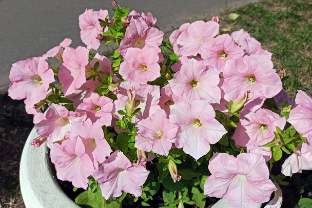 Gentle pink petunias close up. Beautiful pink petunias in a large flowerpot in the park alley. large pink flowers. - Photo, Image