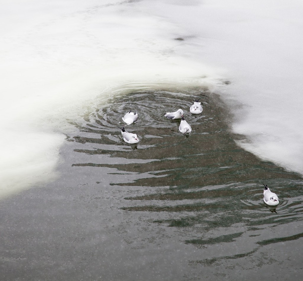 donmuş bir gölün üzerinde oturan Kuşlar sürüsü - Fotoğraf, Görsel