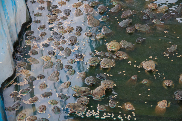 Обыкновенная лягушка
 - Фото, изображение