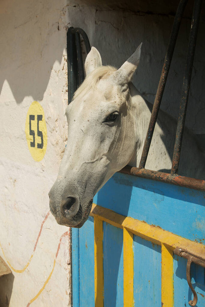 cheval blanc dans le paddock dans l'écurie - Photo, image