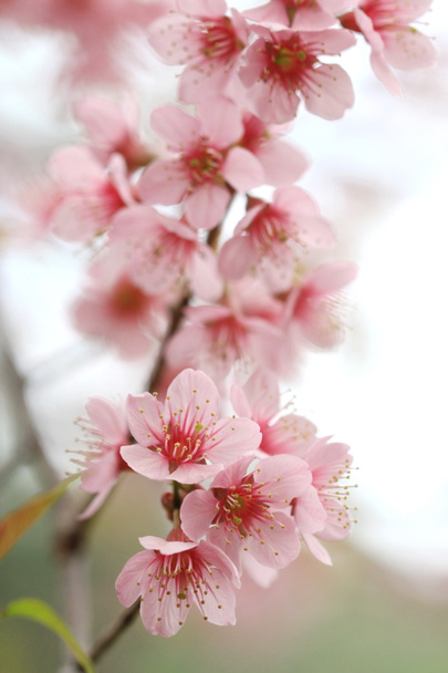 détail de près sakura rose
 - Photo, image
