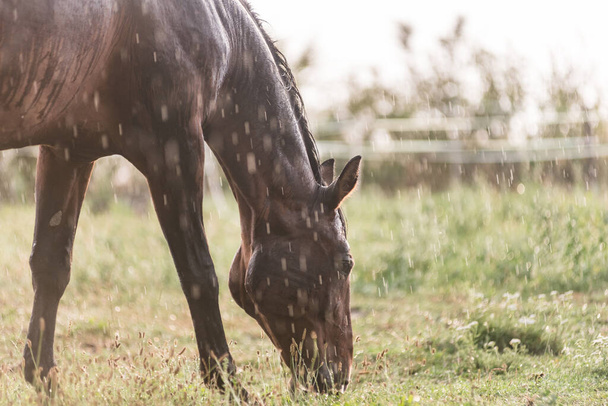 Märkä hevonen, jonka turkista valuu sadepisaroita. Hevonen seisoo vihreällä laitumella rankkasateessa.. - Valokuva, kuva