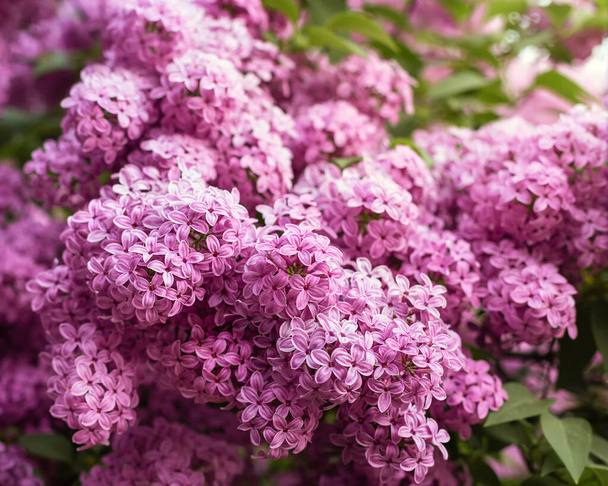 Background of branch  of lilac in blossom - Photo, Image