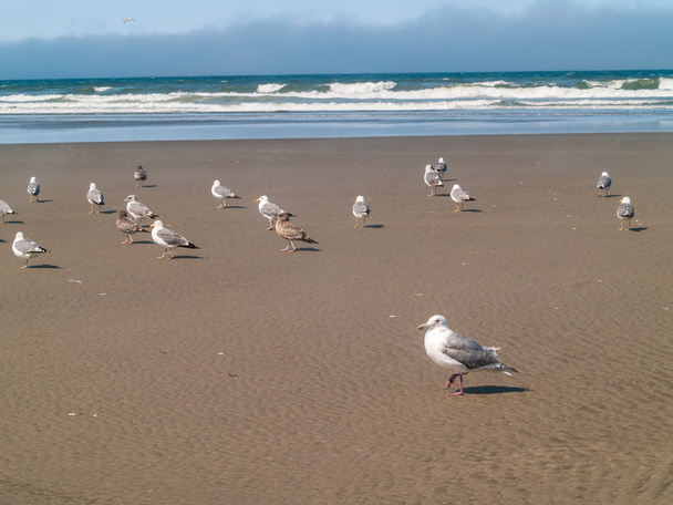 tengeri madarat fog, a strandon - Fotó, kép