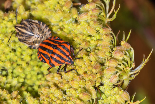 Striped bug or Minstrel bug, Graphosoma lineatum. a species of shield bug in the family Pentatomidae Stinky bug on the leaf. - Photo, Image