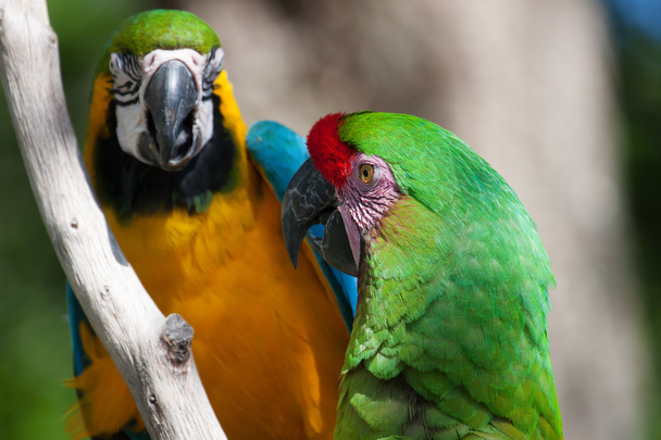 dvě papoušek sedí na stromě - Fotografie, Obrázek