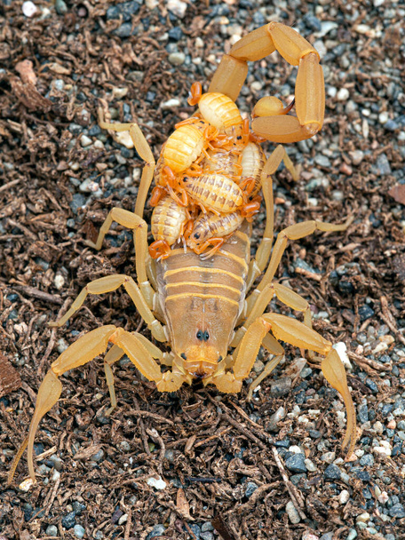 female Arizona bark scorpion, Centruroides sculpturatus, carrying babies on back, on sand, vertical, from above. Native to southwest USA & northwestern Mexico, and is the most dangerous North American scorpion - Photo, Image