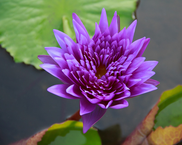 schöne Lotusblume Hintergrund - Foto, Bild