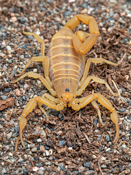 samice Arizona kůra škorpión, Centruroides socha, nesoucí děti na zádech, na písku, vertikální, shora. Domorodý jihozápadní USA a severozápadní Mexiko, a je nejnebezpečnější severoamerický škorpión - Fotografie, Obrázek