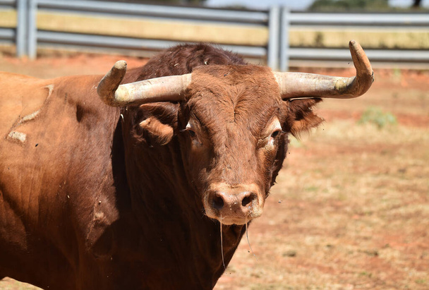 un toro fuerte español con cuernos grandes en la cría de ganado en España - Foto, imagen