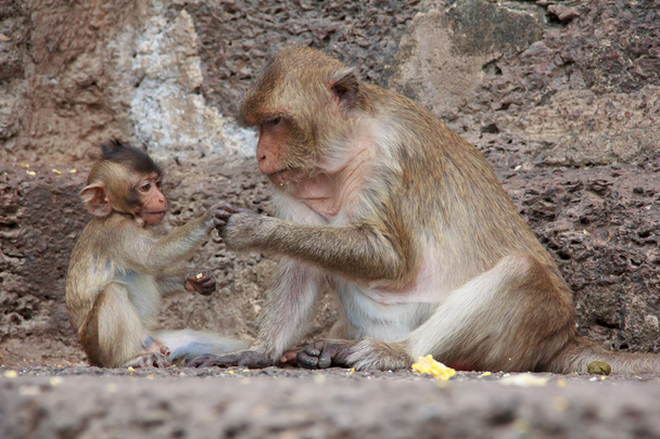 carino macaco seduta su uno sfondo marrone
. - Foto, immagini