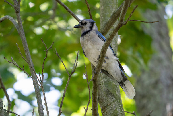 żywy niebieski Jay ptak w lesie na drzewie  - Zdjęcie, obraz