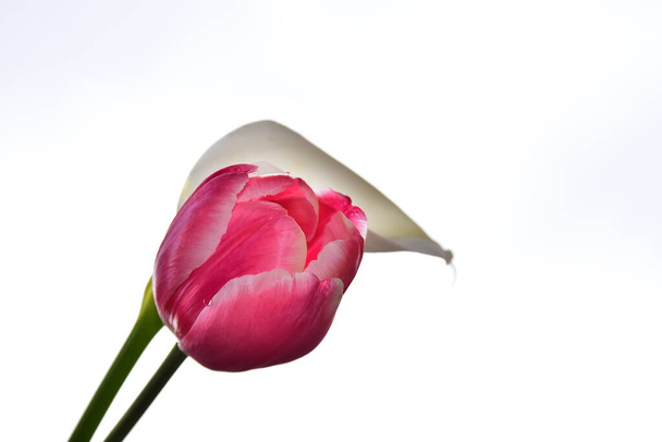 belles fleurs de rose et de tulipe sur fond de ciel, concept d'été, vue rapprochée   - Photo, image