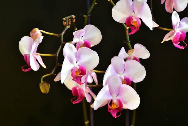 krásné orchidej květiny na tmavém pozadí, letní koncept, zblízka   - Fotografie, Obrázek