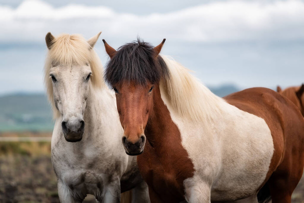 Konie na Islandii. Dzikie konie w grupie. Konie na Westfjord w Islandii. Skład z dzikimi zwierzętami Podróże - obraz - Zdjęcie, obraz